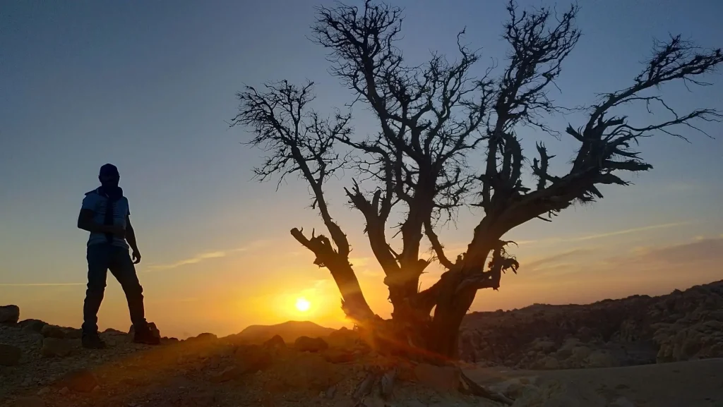 A guest silhouetted beside a desert tree at sunset in the mountains near Petra